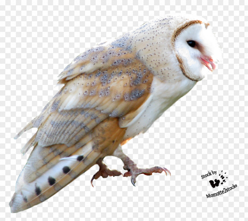Owls True Owl Bird Barn-owl Barn PNG