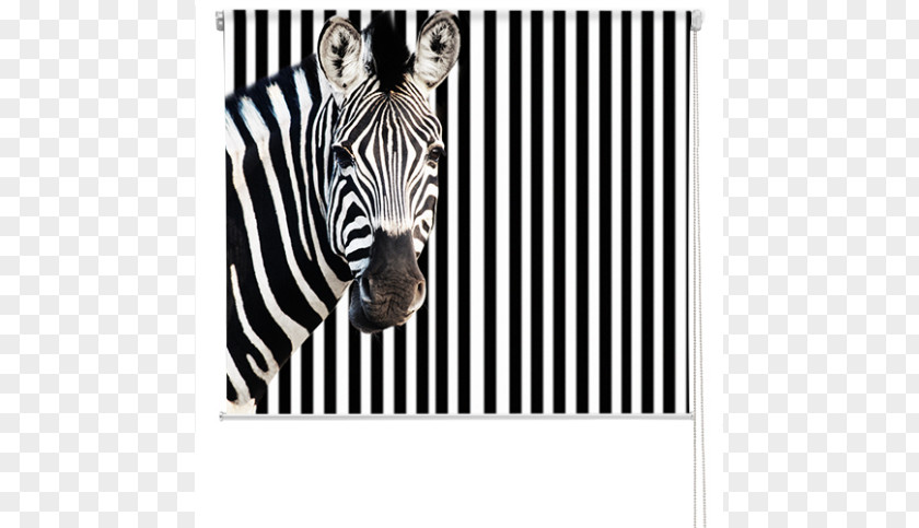 Roller Blinds Printing Zebra Business Photograph Poster PNG