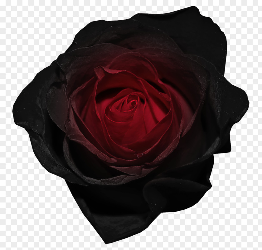 Rose Black Image Drawing PNG