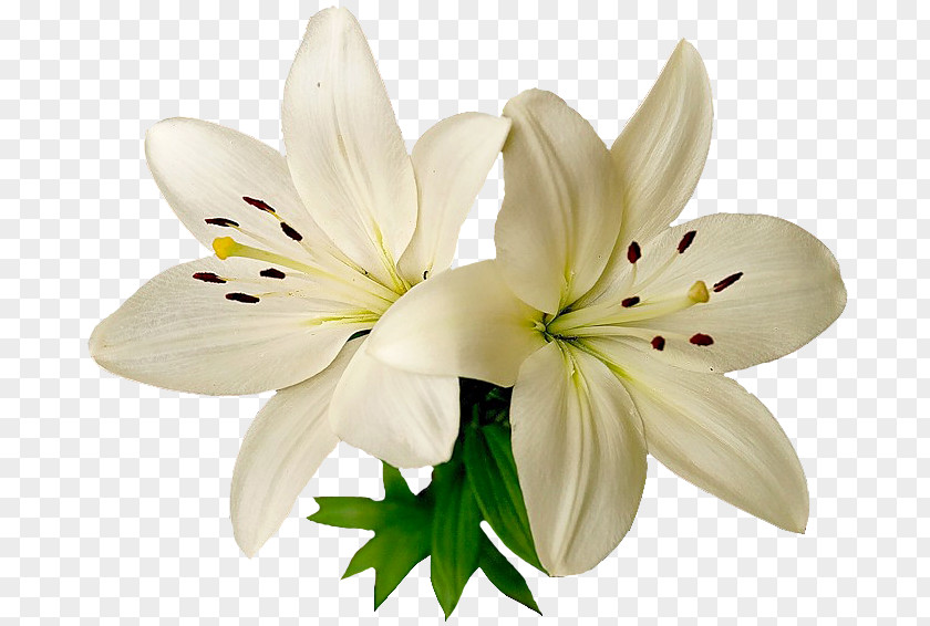 Wildflower Stargazer Lily White Flower PNG