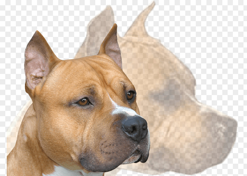 Amstaff American Staffordshire Terrier Dog Breed Pit Bull Kennel Club PNG