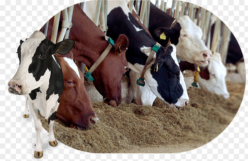 Bull Dairy Cattle Le Sort De Bonté III PNG