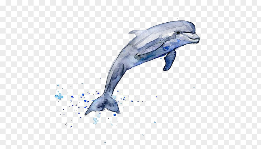 Drawing Dolphins Dolphin Watercolor Painting Clip Art PNG