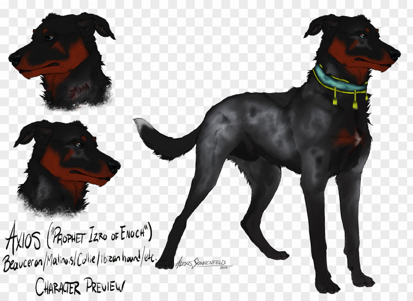 Flinstone Manchester Terrier Beauceron Dog Breed Razas Nativas Vulnerables PNG