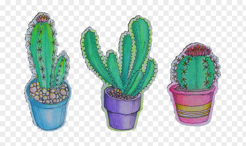 Plant Cactaceae Drawing Succulent PNG