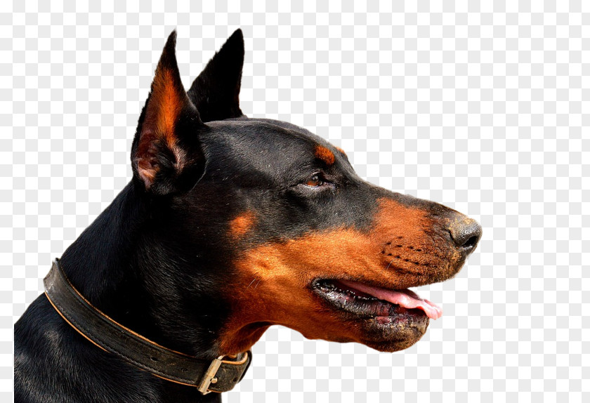 Cat Dobermann Puppy Yulin Veterinarian PNG