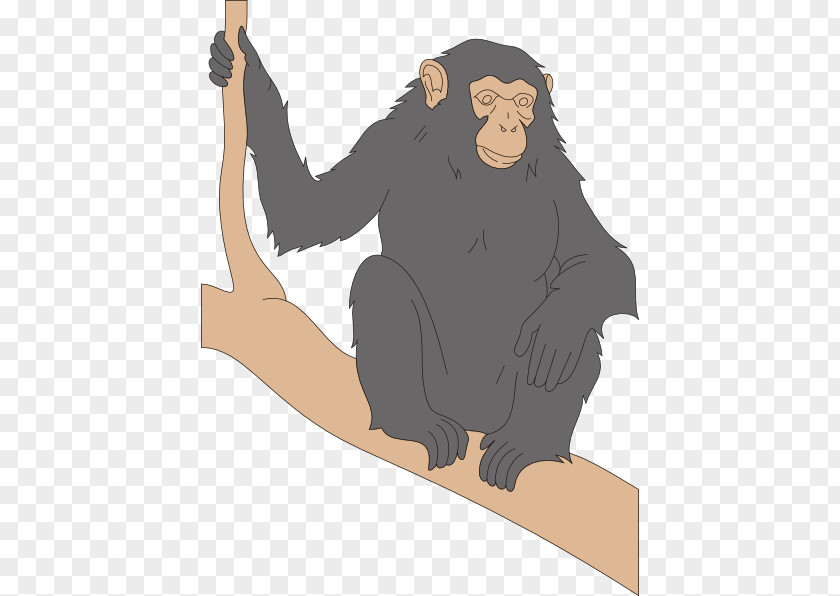 Chimpanzee Cliparts Primate Stone Pine Taxonomic Rank Taxonomy PNG