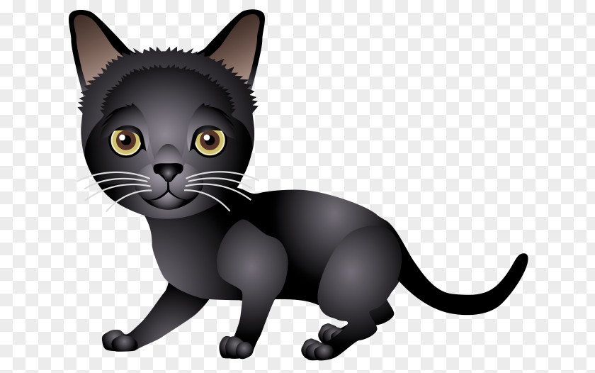 Kitten Bombay Cat Korat Black American Wirehair PNG