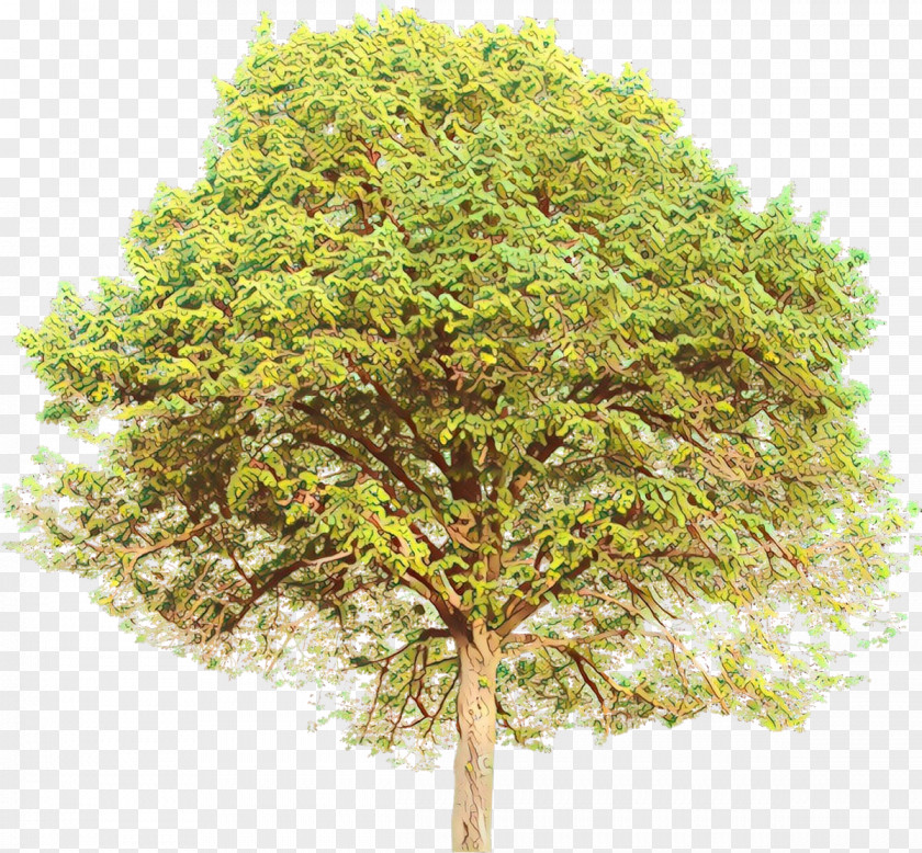 Branching Shrub PNG