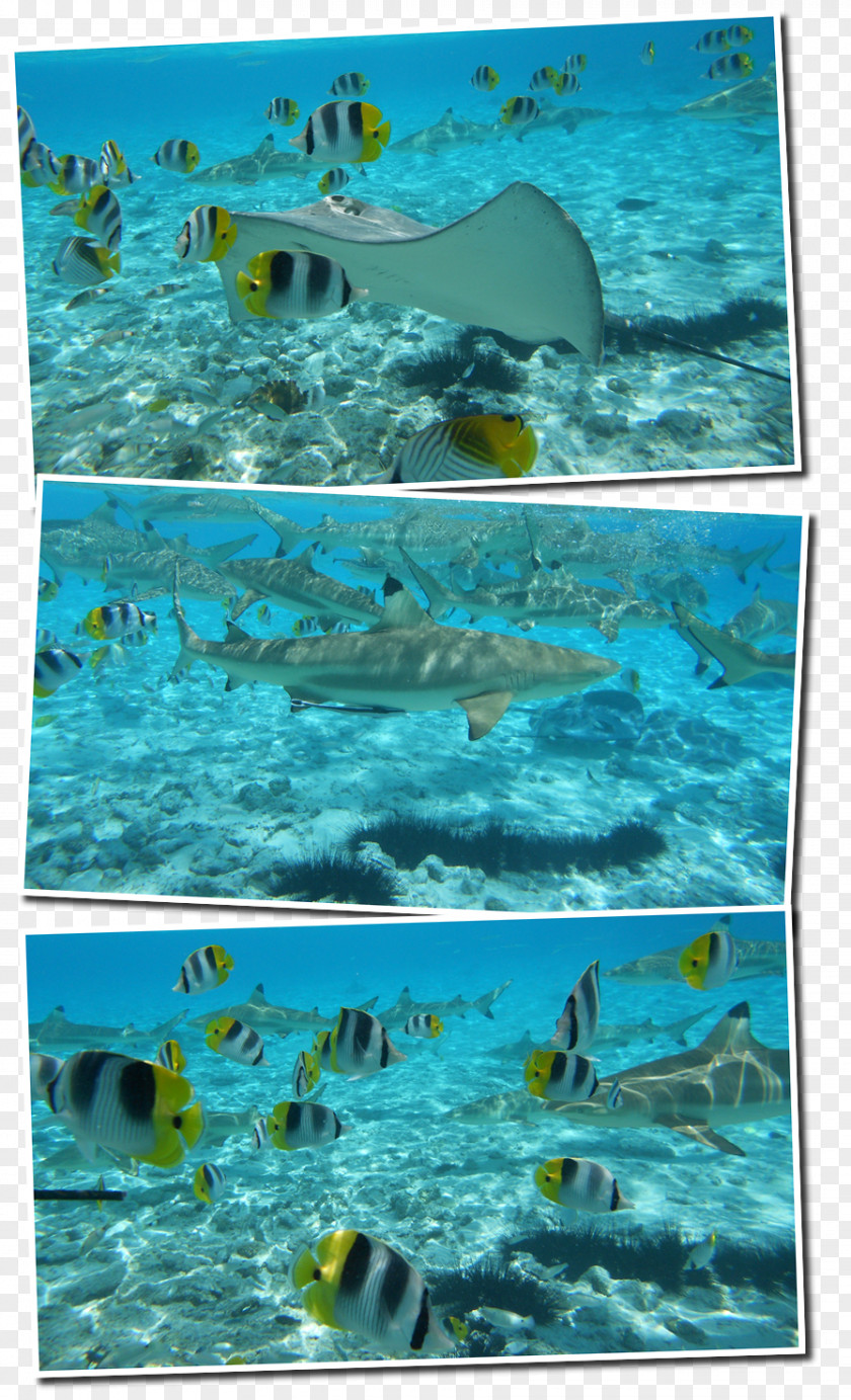 Fish Marine Biology Ocean Ecosystem Swimming Pool PNG