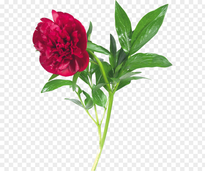 Flower Peony Clip Art PNG