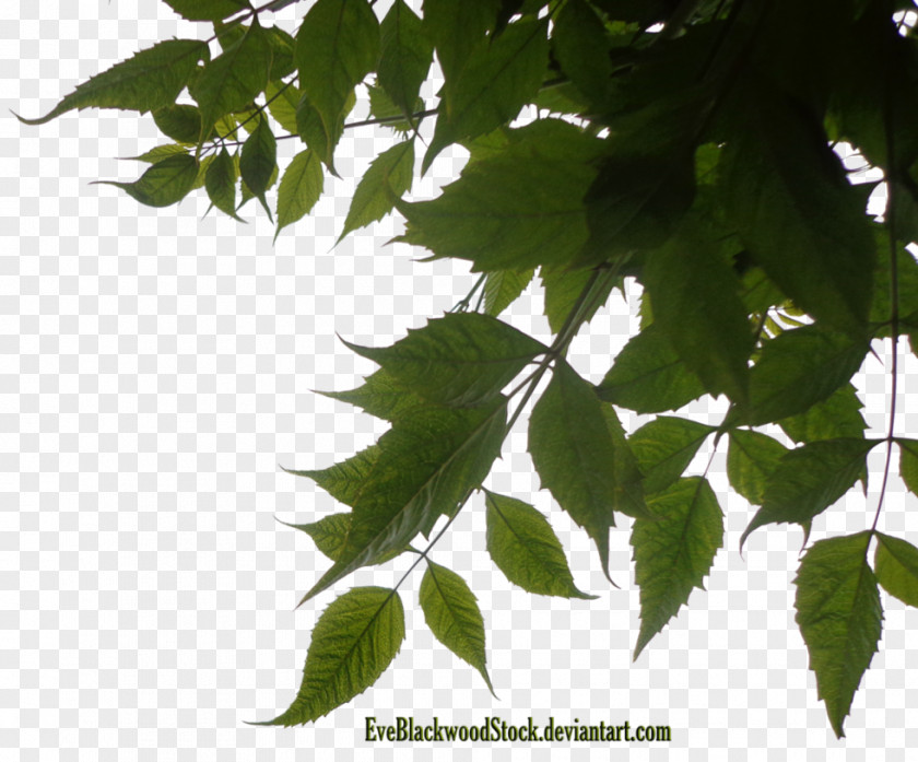 Greenery Leaf Tree Photography PNG