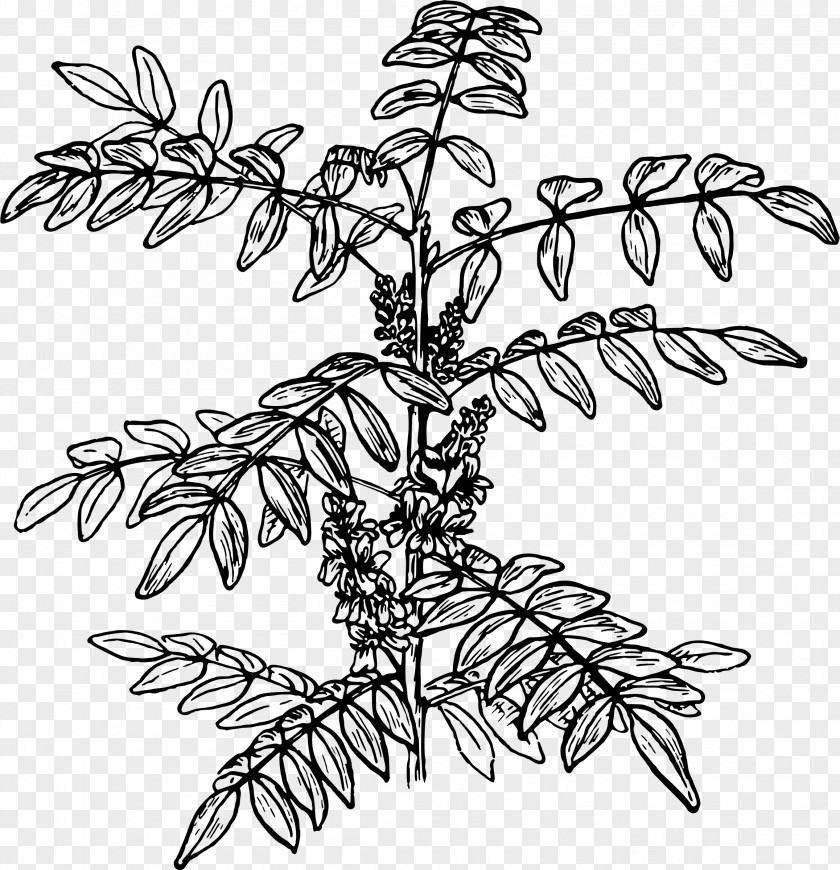 Leaf Twig Plant Stem Line Art Clip PNG