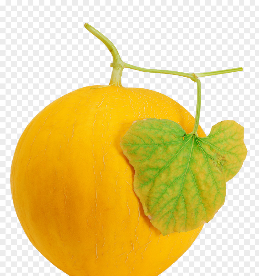 Muskmelon Cantaloupe Hami Melon Honeydew Melonpan PNG