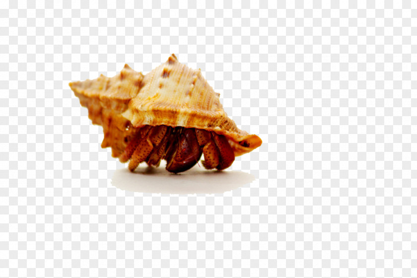 Photos Of Hermit Crab Photography PNG