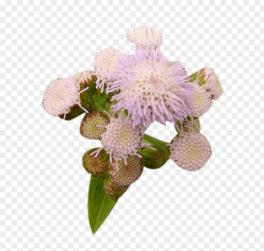 Pink Milk Thistle Picture Material Plant PNG