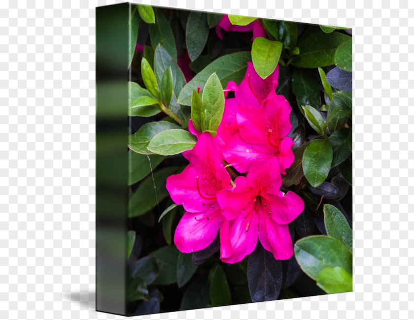 Rhododendron Azalea Four O'clocks Pink M Marvel-of-peru Annual Plant PNG
