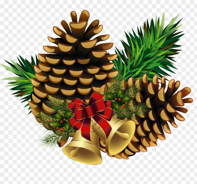 Tree Eastern White Pine Conifer Cone Conifers PNG
