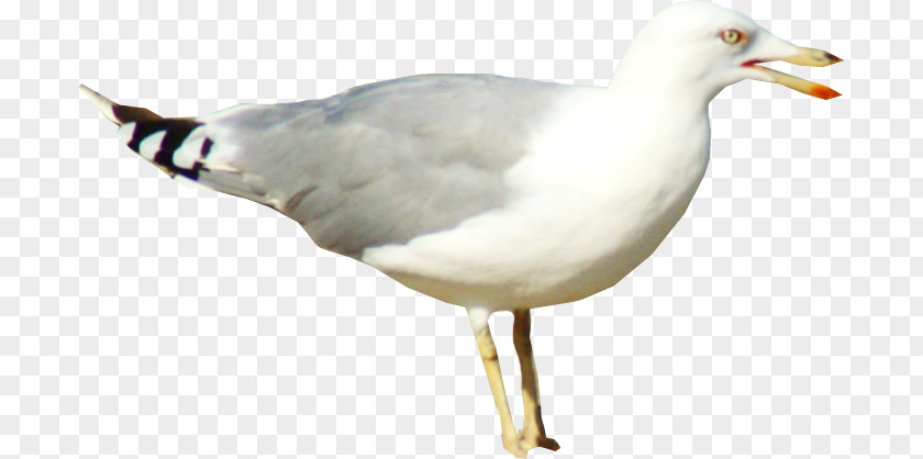 Bird European Herring Gull Pigeons And Doves Gulls PNG