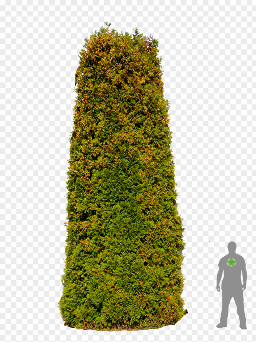 Christmas Tree Spruce English Yew Fir Evergreen Cypress PNG