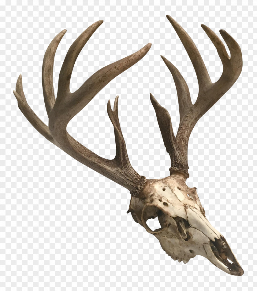 Deer Antler Moose Skull Elk PNG