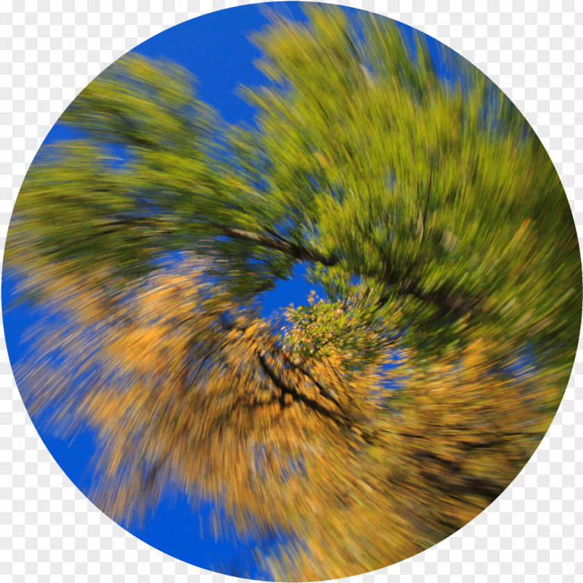 Autumn Colours Tree Sky Plc PNG