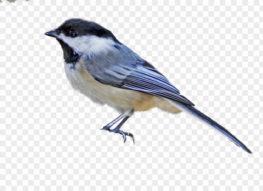 Bird Black-capped Chickadee Drawing PNG