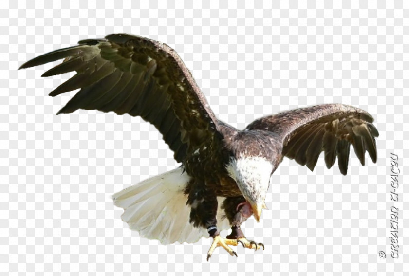 Eagle Bald Buzzard Hawk Vulture PNG