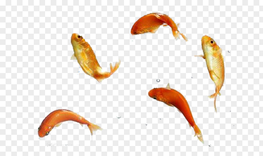 Jumping Fish Koi Goldfish Icon PNG