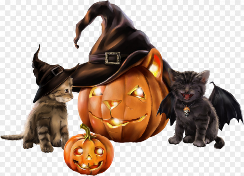 Kitten Black Cat Halloween Witch PNG
