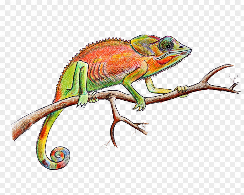 Leven Chameleons Iguanas Illustration Graphics Fauna PNG