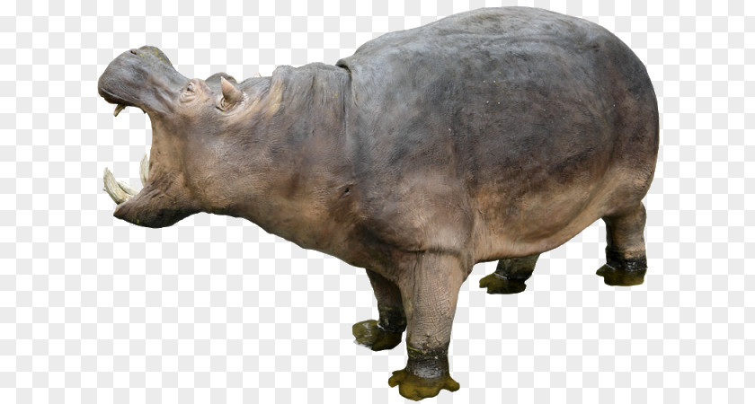 Pygmy Hippopotamus Clip Art PNG