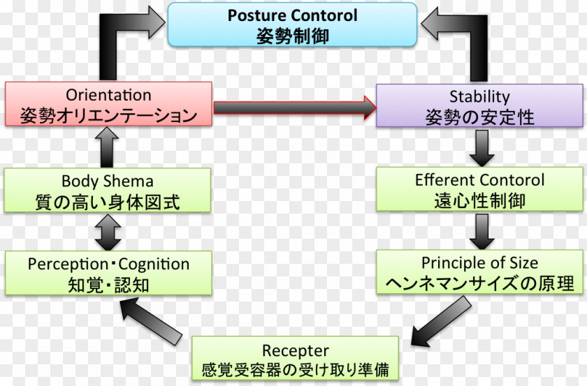 Toro Posture Attitude Control Reaction System Supine Position Brain PNG