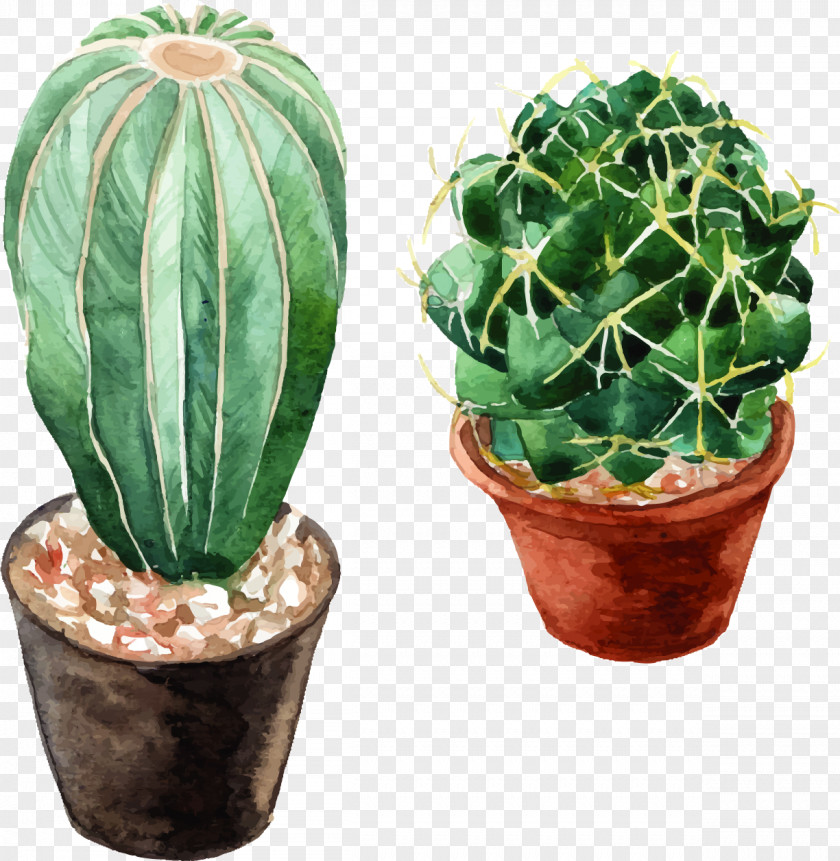 Vector Watercolor Cactus Watercolor: Flowers Cactaceae Painting PNG
