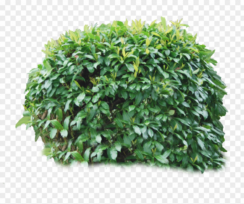 Bushes PNG clipart PNG