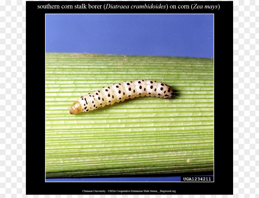 Caterpillar Stalk Borer Diatraea Crambidoides Maize Larva PNG