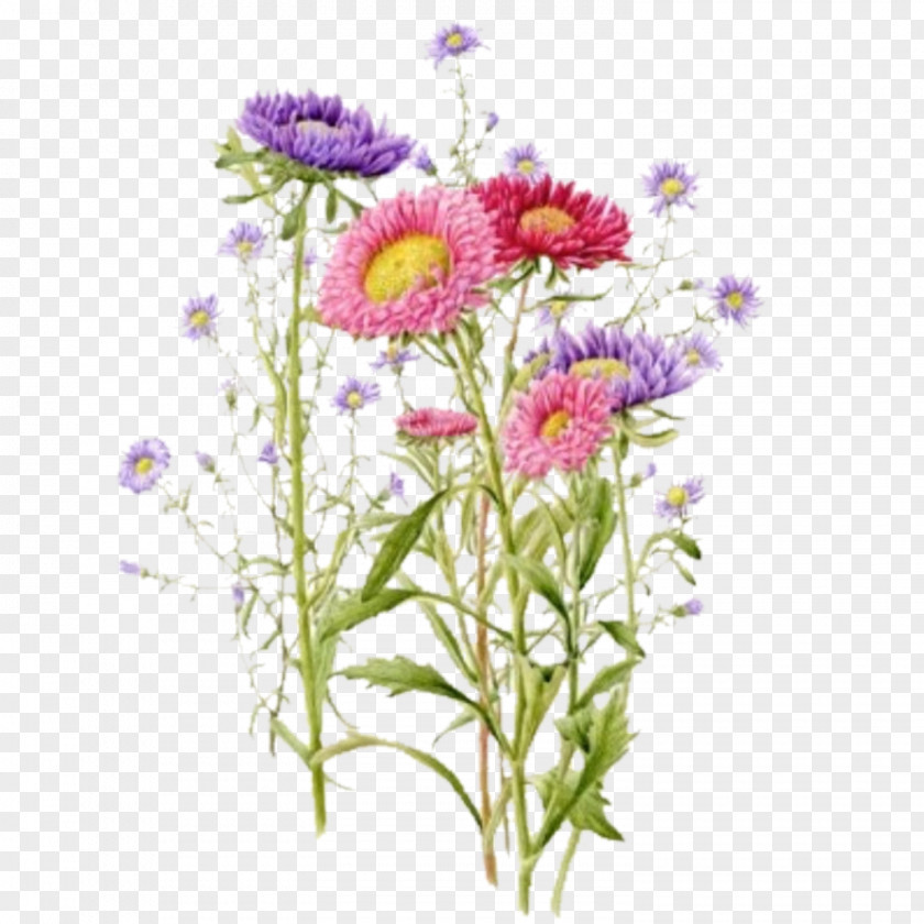 Chrysanthemum Common Daisy Marguerite Oxeye Floral Design PNG
