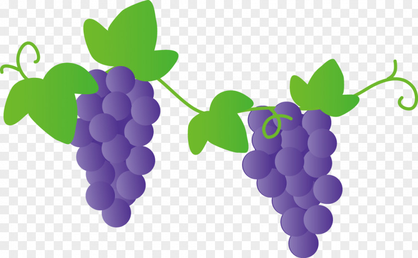 Grape Niagara Kyoho Delaware Muscat PNG