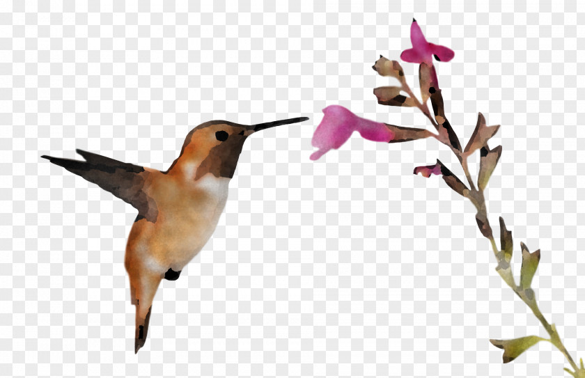 Hummingbirds Ruby-throated Hummingbird Birds Bee Rufous PNG