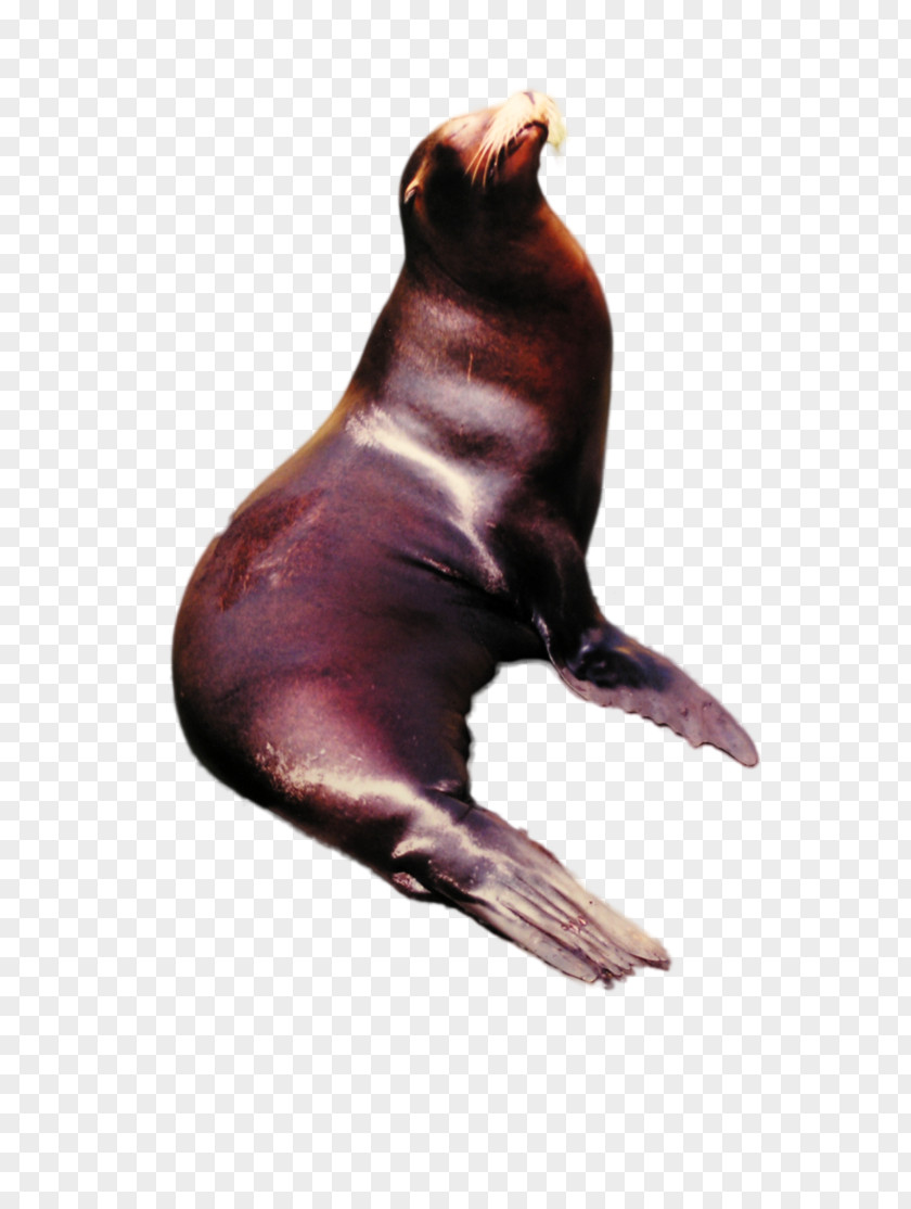 Share Sea Lion Marine Mammal PNG