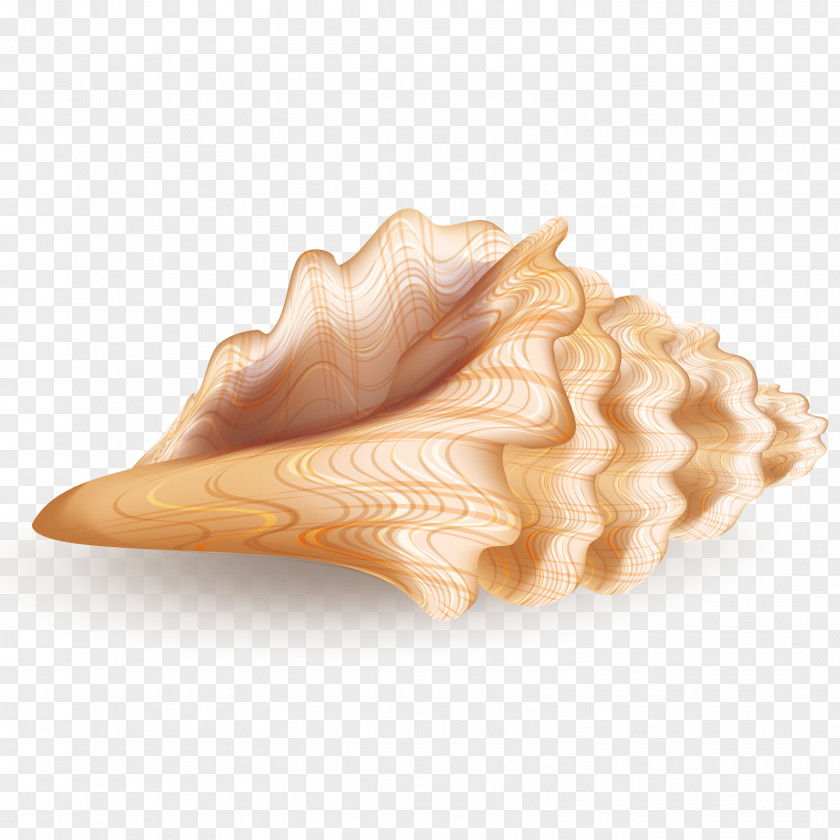 Vector Conch Seashell Euclidean Computer File PNG