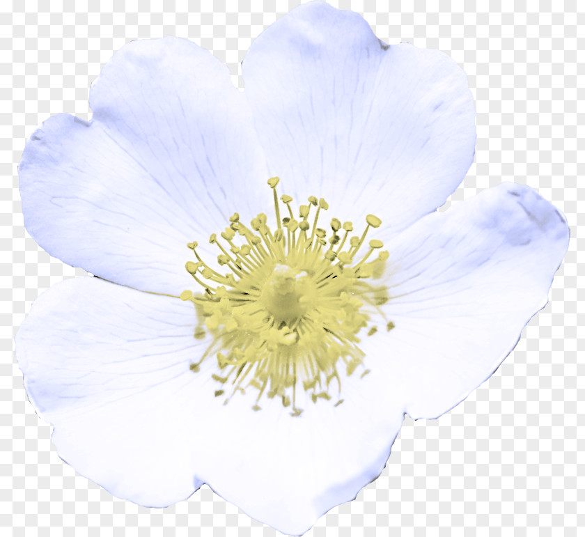 Anemone Rose Family Flower Petal White Plant Rosa Rubiginosa PNG