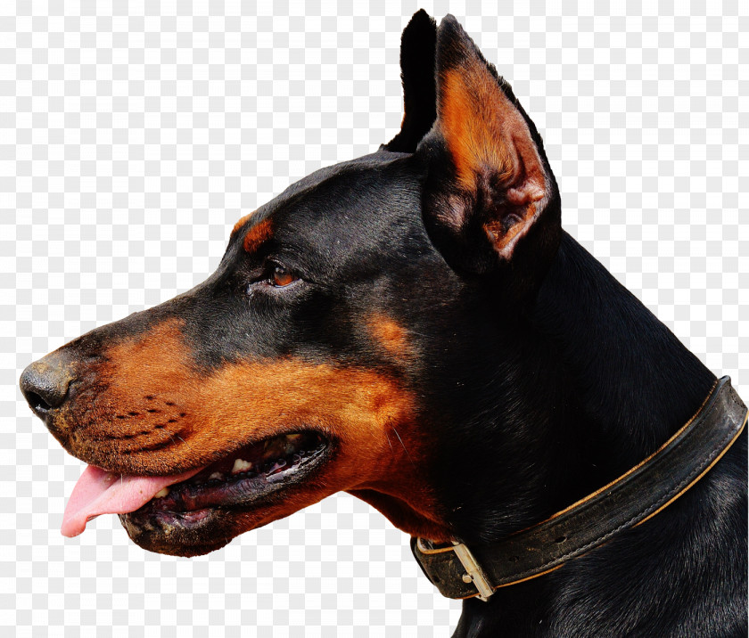 Doberman Dog Dobermann Vizsla Puppy Cat PNG