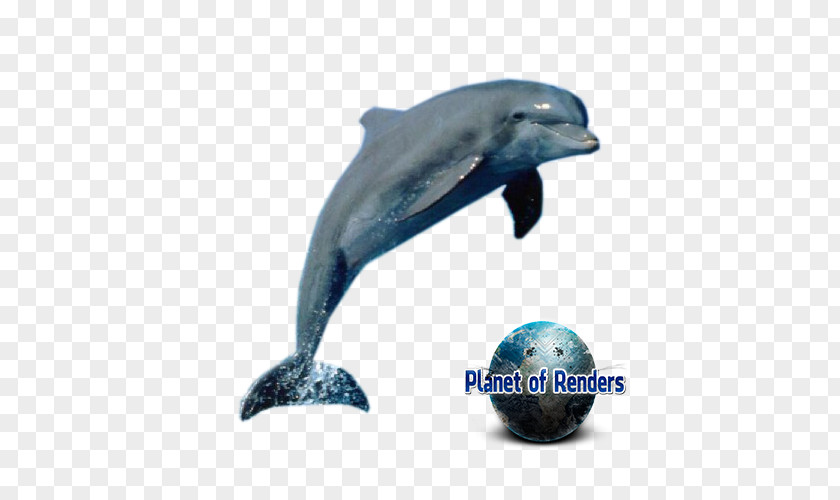 Dolphin Short-beaked Common Amazon.com Cetacea PNG