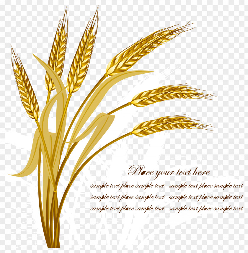 Golden Wheat Vector Harvest Crop PNG