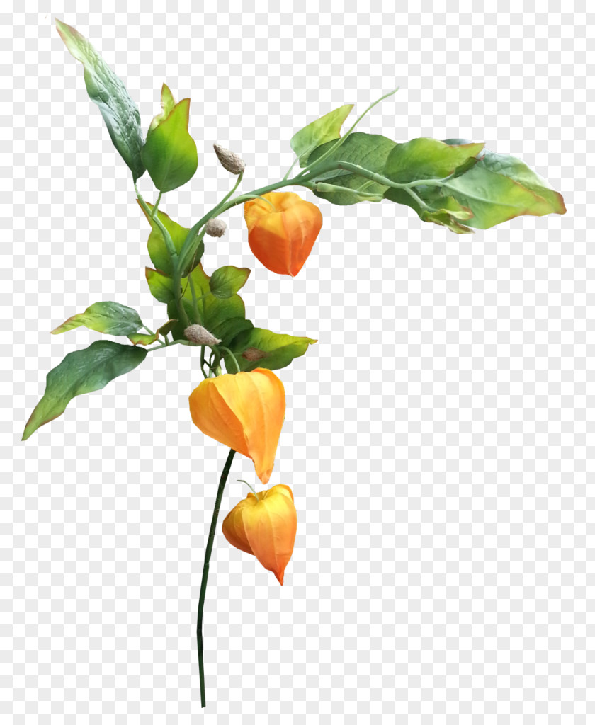 Physalis Chinese Lantern Peruvian Groundcherry Fruit Autumn PNG