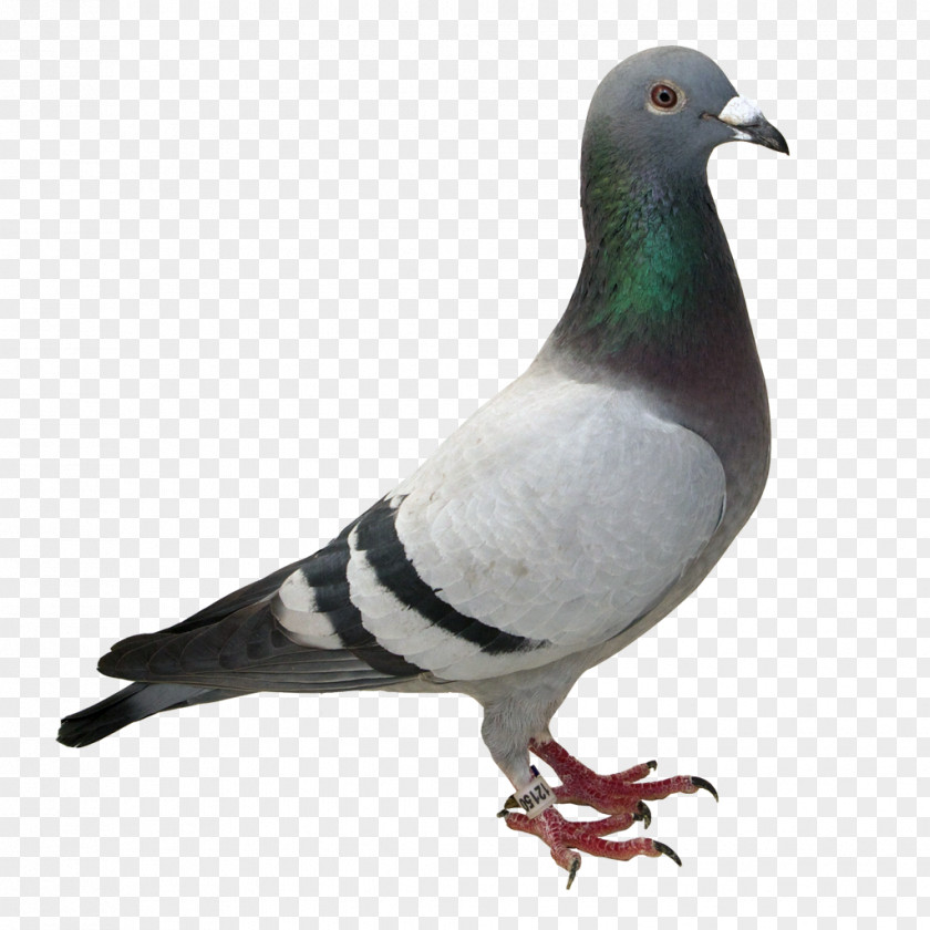 Pigeon Racing Homer Columbidae Homing Bird Desktop Wallpaper PNG