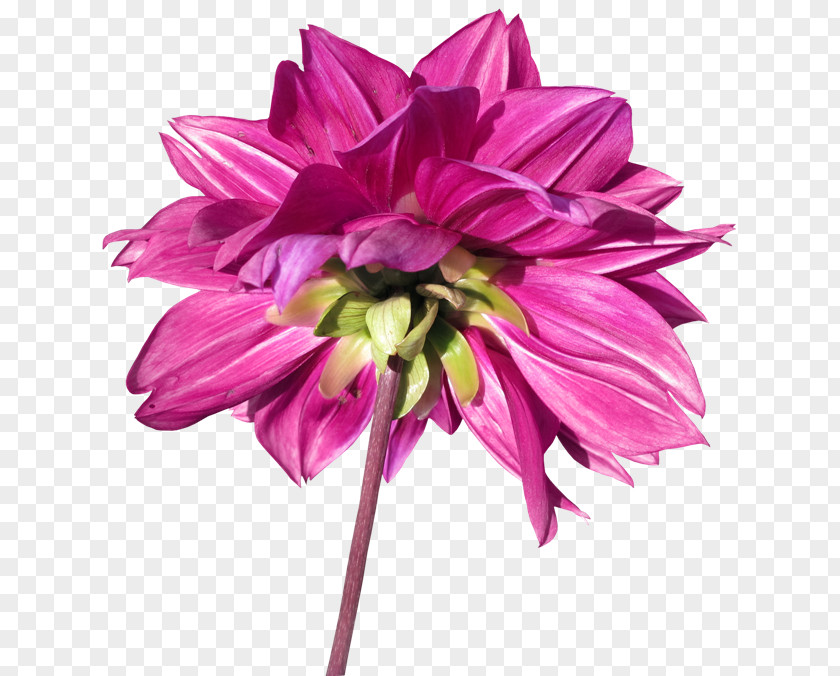 Plant Dahlia Cut Flowers Petal PNG