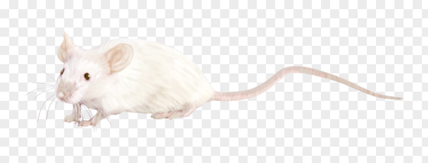 Rat Gerbil Whiskers Computer Mouse Snout PNG