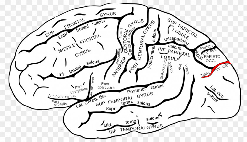 Superior Temporal Sulcus Gyrus Middle Lobes Of The Brain PNG